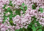 Meyeri sirel Syringa meyeri 'Red Pixie'