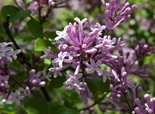 Sametjas sirel Syringa patula 'Miss Kim'