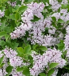 Sametjas sirel Syringa patula 'Miss Kim'