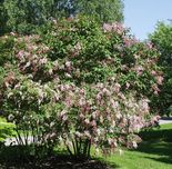 Longusõieline sirel Syringa reflexa