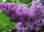 Syringa 'Royalty'