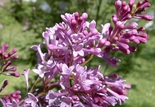 Syringa 'Royalty'