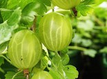 Karusmari Ribes uva-crispa 'Hinnonmäki Grön'