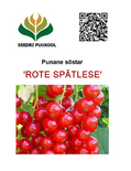 Punane sõstar Ribes rubrum 'Rote Spätlese'
