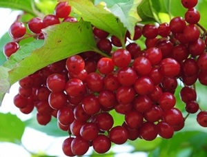 Harilik lodjapuu Viburnum opulus 'Krasnõi korall'