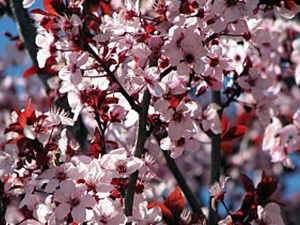 Haraline ploomipuu Prunus cerasifera ,Pissardii’ sün 'Atropurpurea'
