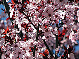 Haraline ploomipuu Prunus cerasifera ,Pissardii’ sün 'Atropurpurea'