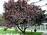 Haraline ploomipuu Prunus cerasifera ,Pissardii’ sün 'Atropurpurea'