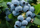 Kultuurmustikas Vaccinium 'Duke'