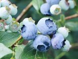 Kultuurmustikas Vaccinium 'Duke'