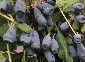 Sinikuslapuu Lonicera caerulea 'Boreal Beast'
