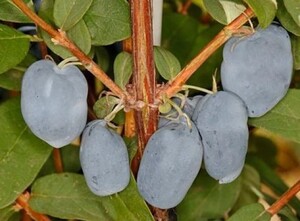 Sinikuslapuu Lonicera caerulea 'Boreal Beauty'