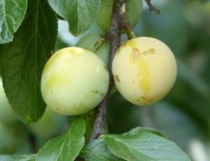 Ploomipuu Prunus 'Ontario'