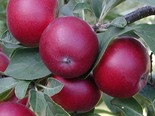 Õunapuu Malus 'Petteri'