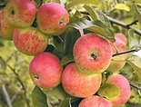 Õunapuu Malus 'Alar'