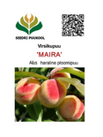 Virsikupuu Prunus 'Maira'