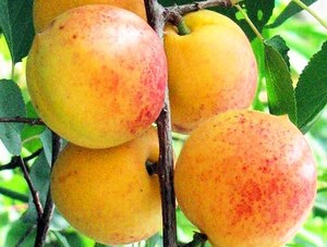 Aprikoosipuu Prunus 'Moskovskii krupnõi'