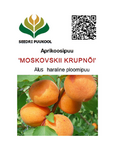 Aprikoosipuu Prunus 'Moskovskii krupnõi'