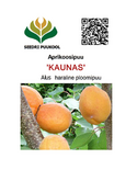 Aprikoosipuu Prunus 'Kaunas'