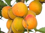 Aprikoosipuu Prunus 'Severnõi Triumf'