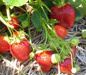 Aed-maasikas Fragaria x ananassa 'Malwina'