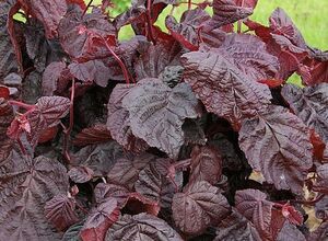 Harilik sarapuu Corylus avellana 'Red Majestic'