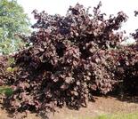 Harilik sarapuu Corylus avellana 'Red Majestic'