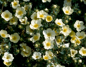 Põõsasmaran 'Tilford cream'
