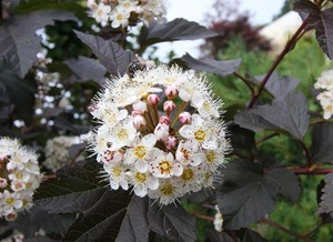 Lodjapuulehine põisenelas 'Red Baron'