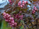 Pekingi pihlakas Sorbus discolor