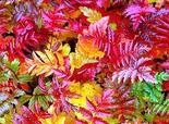 Pekingi pihlakas Sorbus discolor