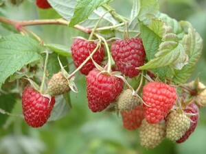 Harilik vaarikas Rubus idaeus 'Radziejowa'