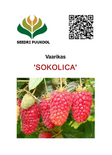 Harilik vaarikas Rubus idaeus 'Sokolica'