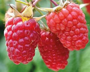 Harilik vaarikas Rubus idaeus 'Malling promise'