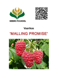 Harilik vaarikas Rubus idaeus 'Malling promise'