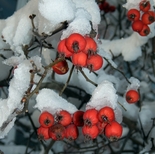 Karvane viirpuu Crataegus submollis