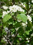 Karvane viirpuu Crataegus submollis