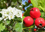 Karvane viirpuu Crataegus submollis