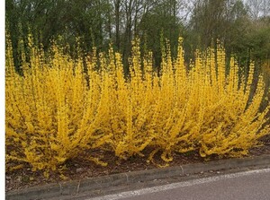 Forsüütia Forsythia x intermedia 'Weekend'