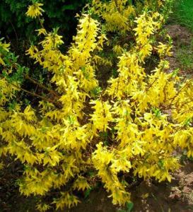 Värdforsüütia Forsythia intermedia 'Minigold'