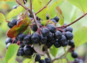 Aedaroonia Aronia 'Viking'