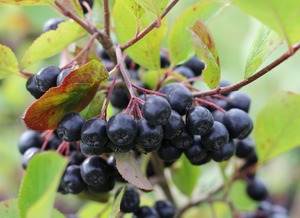 Aedaroonia Aronia 'Viking'