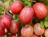 Karusmari Ribes uva-crispa 'Xenia'