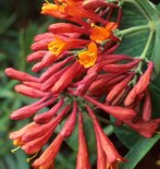 Browni kuslapuu Lonicera x brownii 'Dropmore Scarlet'