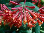 Browni kuslapuu Lonicera x brownii 'Dropmore Scarlet'