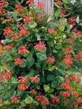 Browni kuslapuu Lonicera x brownii 'Dropmore Scarlet'