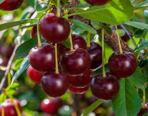 Hapu-kirsipuu Prunus vulgaris sün Cerasus 'Carmine Jewel'