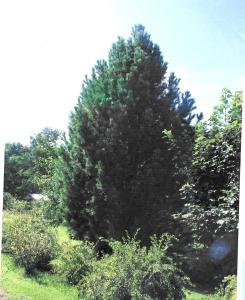 Siberi seedermänni kääbusvorm Pinus sibirica