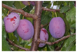 Ploomipuu Prunus 'Zane'