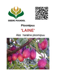 Ploomipuu Prunus 'Laine'